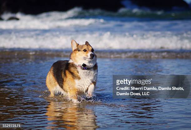 corgi in cold water - damlo does stock pictures, royalty-free photos & images