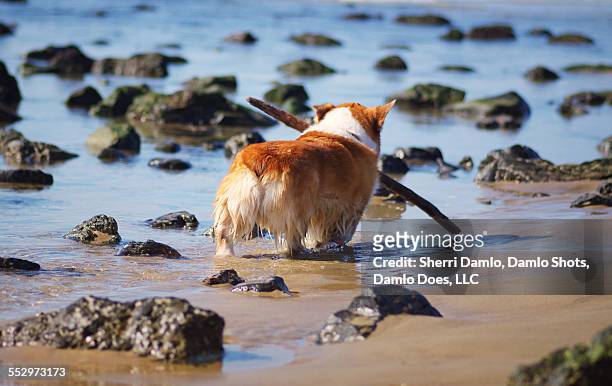 corgi playing on the beach - damlo does stockfoto's en -beelden
