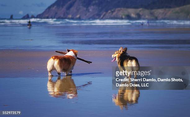 corgis on an oregon beach - damlo does stockfoto's en -beelden