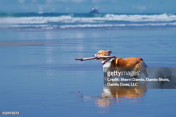corgi playing fetch on the beach - damlo does imagens e fotografias de stock