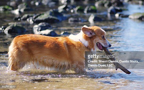 corgi playing fetch on the beach - damlo does stock pictures, royalty-free photos & images