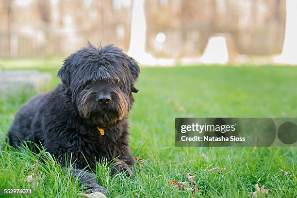 dog laying in the grass - bouvier des flandres ストックフォトと画像