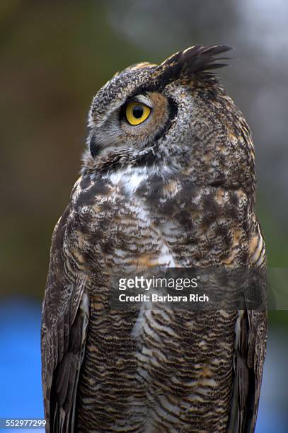great horned owl (bubo virginianus) side view - mocho orelhudo - fotografias e filmes do acervo