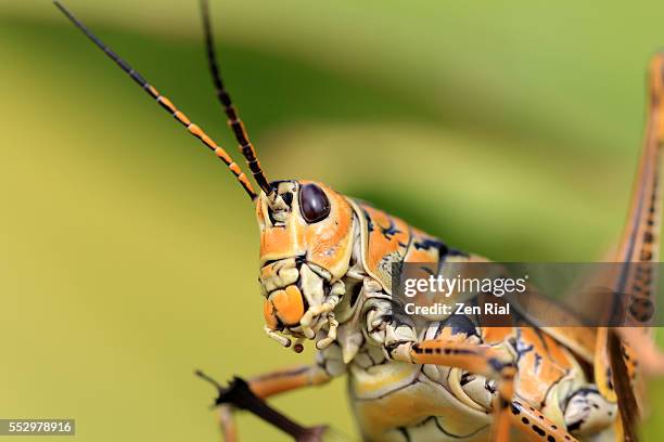 eastern lubber grasshopper - romalea microptera (romalea guttata) - close-up - lubber grasshopper bildbanksfoton och bilder