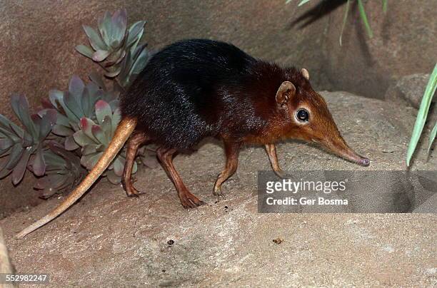40 Elephant Shrews Photos and Premium High Res Pictures - Getty Images