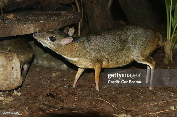 56,554 Java Stock Photos, High-Res Pictures, and Images - Getty Images