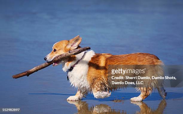 corgi playing fetch on the beach - damlo does imagens e fotografias de stock