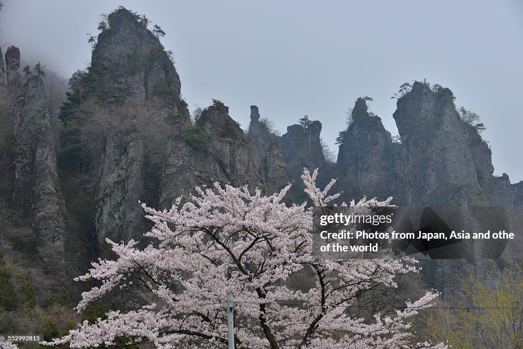 Cherry Blossom at Mt Myogi, Japan