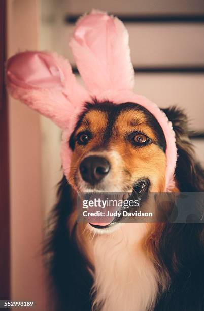 dog wearing pink bunny ears. - dog easter stock-fotos und bilder