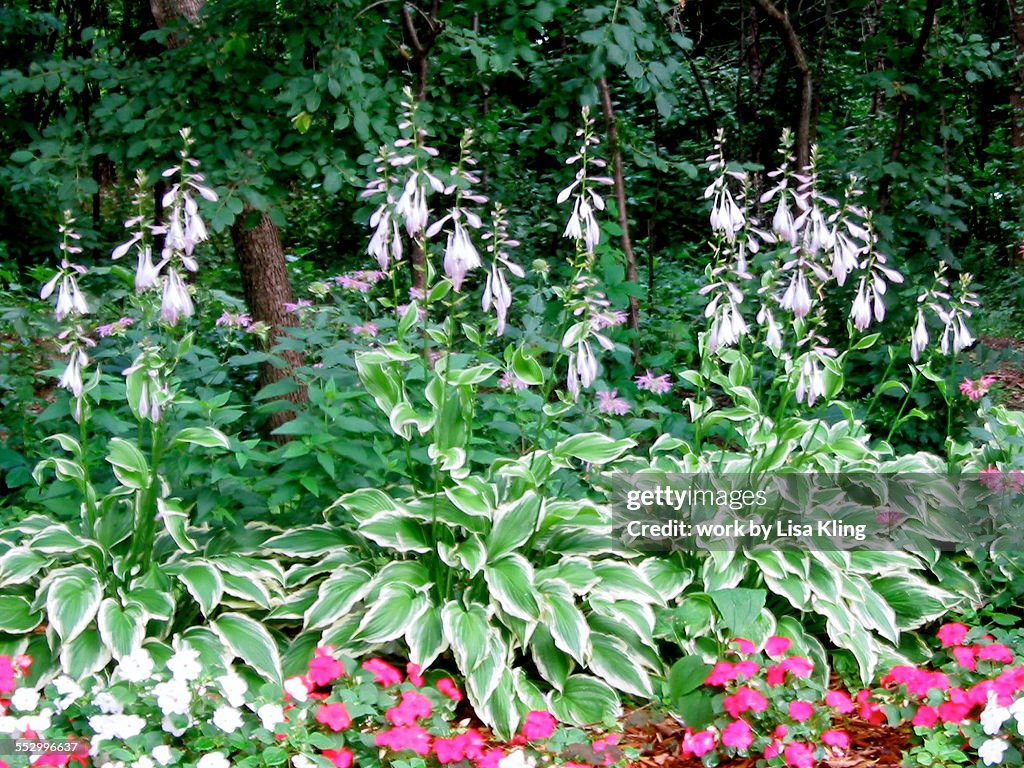 Shade Garden