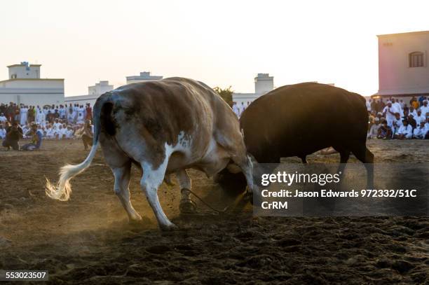 Pair of enormous Brahman bulls lock horns in a battle of strength and stamina. Al Sharadi, Seeb, Muscat, Sultanate of Oman.
