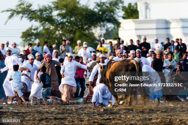 Young men attempt to restrain a Brahman bull that has stampeded into the crowd during a bullfight. Al Sharadi, Seeb, Muscat, Sultanate of Oman.