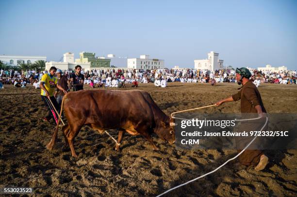 An official uses a wooden cane to ensure the Brahman bulls do not become entangled in their ropes. Al Sharadi, Seeb, Muscat, Sultanate of Oman.