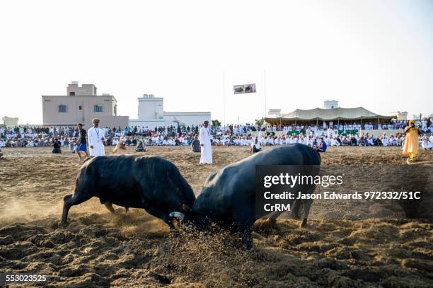 Pair of enormous Brahman bulls lock horns in a battle of strength and stamina. Al Sharadi, Seeb, Muscat, Sultanate of Oman.