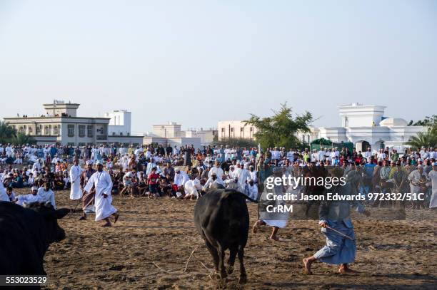 Young men attempt to restrain a Brahman bull that has stampeded into the crowd during a bull fight. Al Sharadi, Seeb, Muscat, Sultanate of Oman.