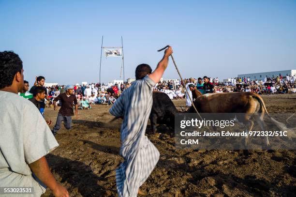 Young men restrain a pair of enormous Brahman bulls using ropes to prevent injury. Al Sharadi, Seeb, Muscat, Sultanate of Oman.