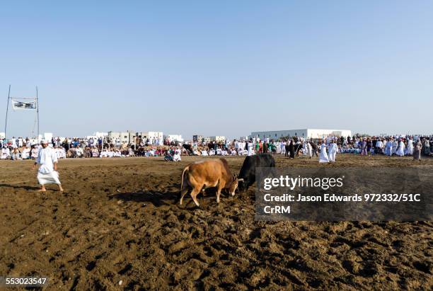 Pair of enormous Brahman bulls lock horns in a battle of strength and stamina in a sand arena. Al Sharadi, Seeb, Muscat, Sultanate of Oman.