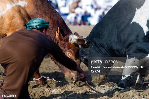 An official uses a wooden cane to ensure Brahman bulls do not become entangled in their ropes. Al Sharadi, Seeb, Muscat, Sultanate of Oman.