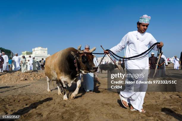 The owner of a Brahman bull leads his challenger into the ring to fight another bull. Al Sharadi, Seeb, Muscat, Sultanate of Oman.