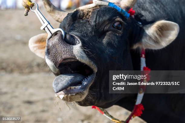 An excited bull sticking its tongue out as it bellows a challenge at a bull fight. Al Sharadi, Seeb, Muscat, Sultanate of Oman.