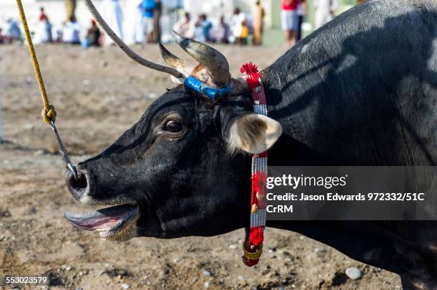 An excited bull sticking its tongue out as it bellows a challenge at a bull fight. Al Sharadi, Seeb, Muscat, Sultanate of Oman.