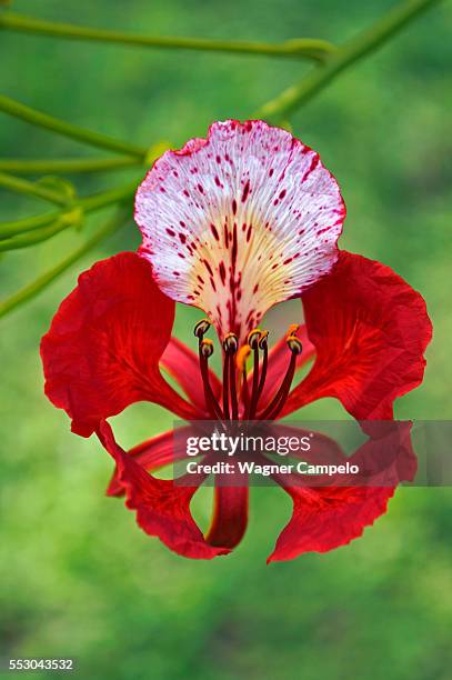flame tree flower - delonix regia stock pictures, royalty-free photos & images