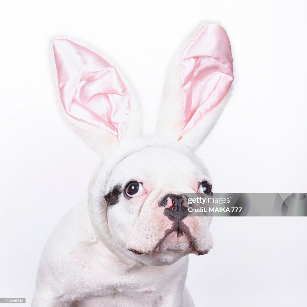 French bulldog with bunny ears