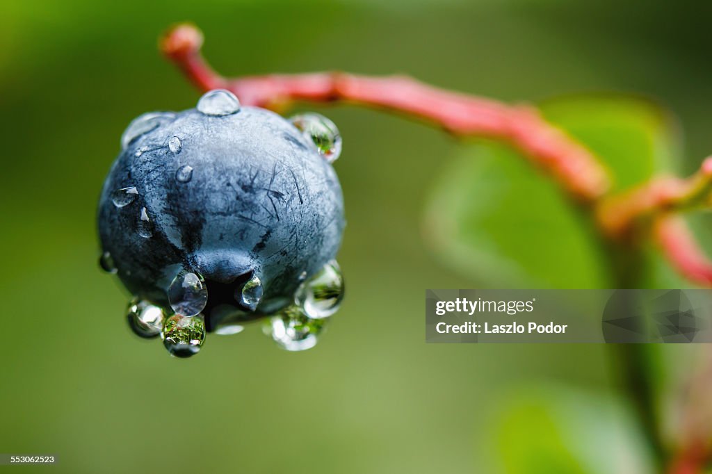 Last blueberry on a stem with raindrops