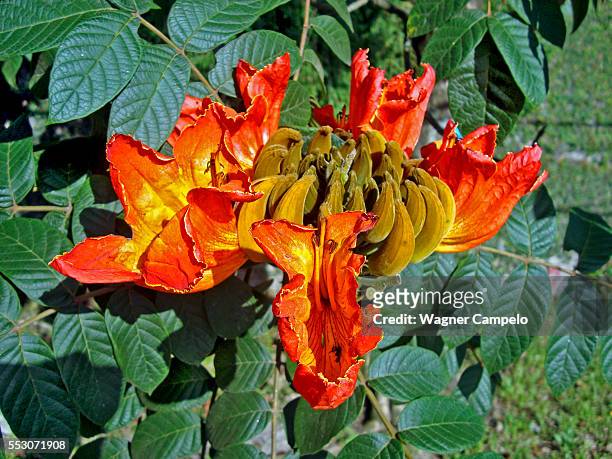 african tuliptree flowers - african tulip tree stock pictures, royalty-free photos & images