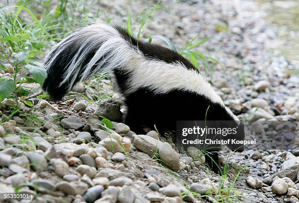 Skunk walks in the zoo on September 06, 2005 in Gelsenkirchen. Gelsenkirchen is one of the host cities that will be used to stage the FIFA World Cup...