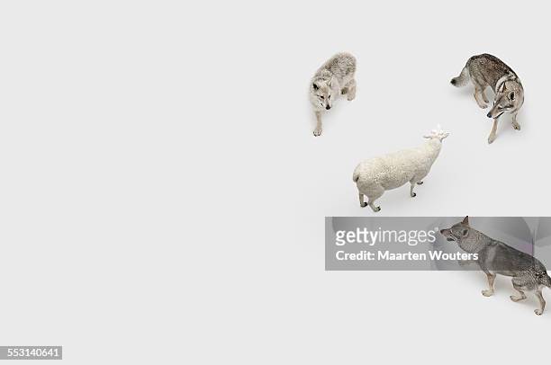 sheep wolfepack - wolf sheep stock pictures, royalty-free photos & images