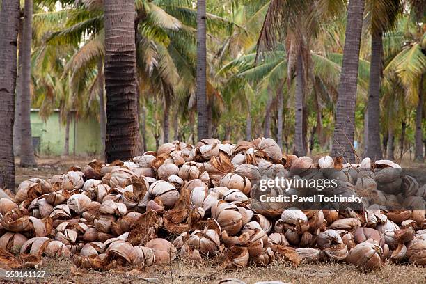 empty coconut shells, gili trawangan - nutshell stock pictures, royalty-free photos & images