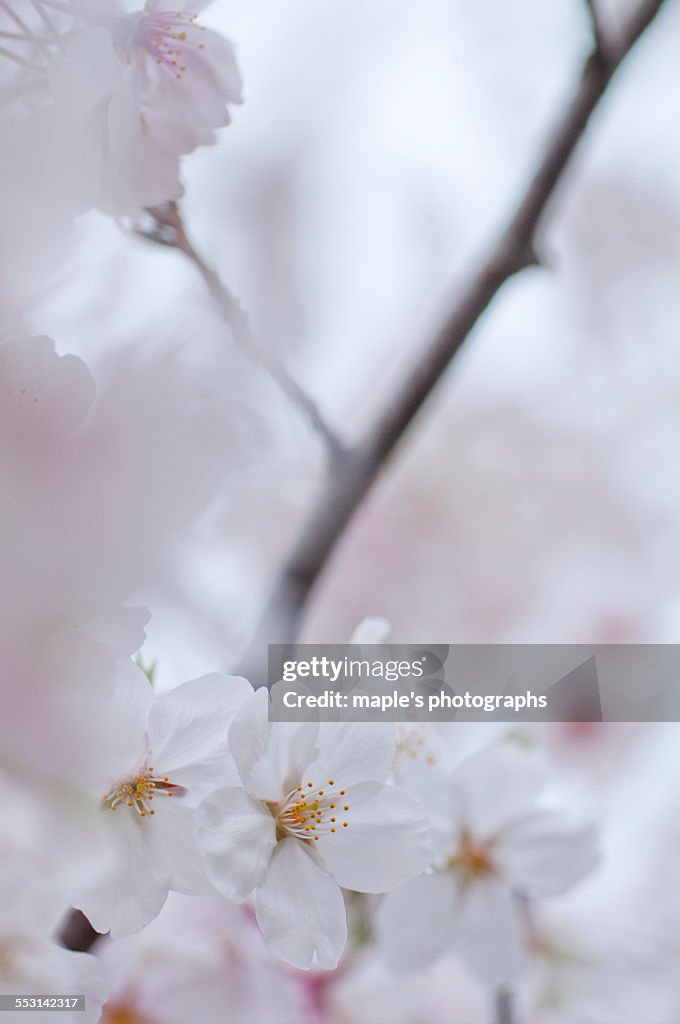 Japanese cherry blossoms