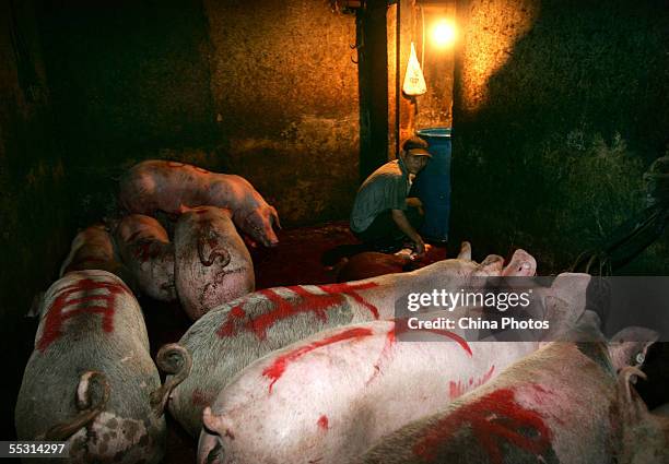 Worker squats beside pigs to be slaughtered, as law enforcement officers from police, Industrial and Commercial Bureau and other departments shut...