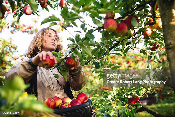 apple picking during harvest in a fruit orchard - regarder une pomme photos et images de collection