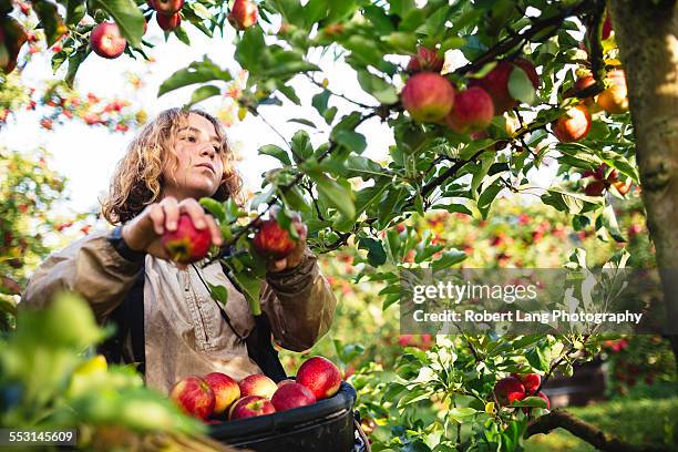 apple picking during harvest in a fruit orchard - apple fruit 個照片及圖片檔
