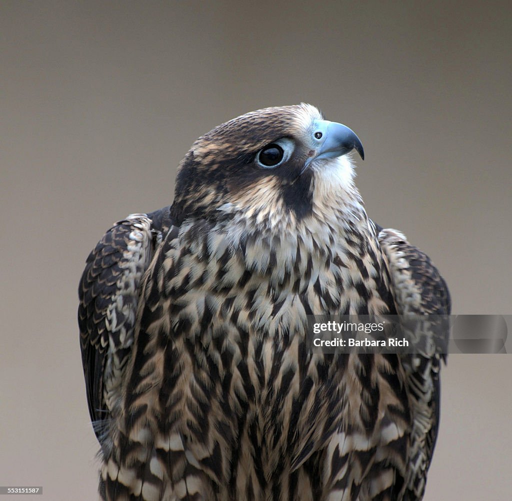 Peregrine Falcon looking at camera