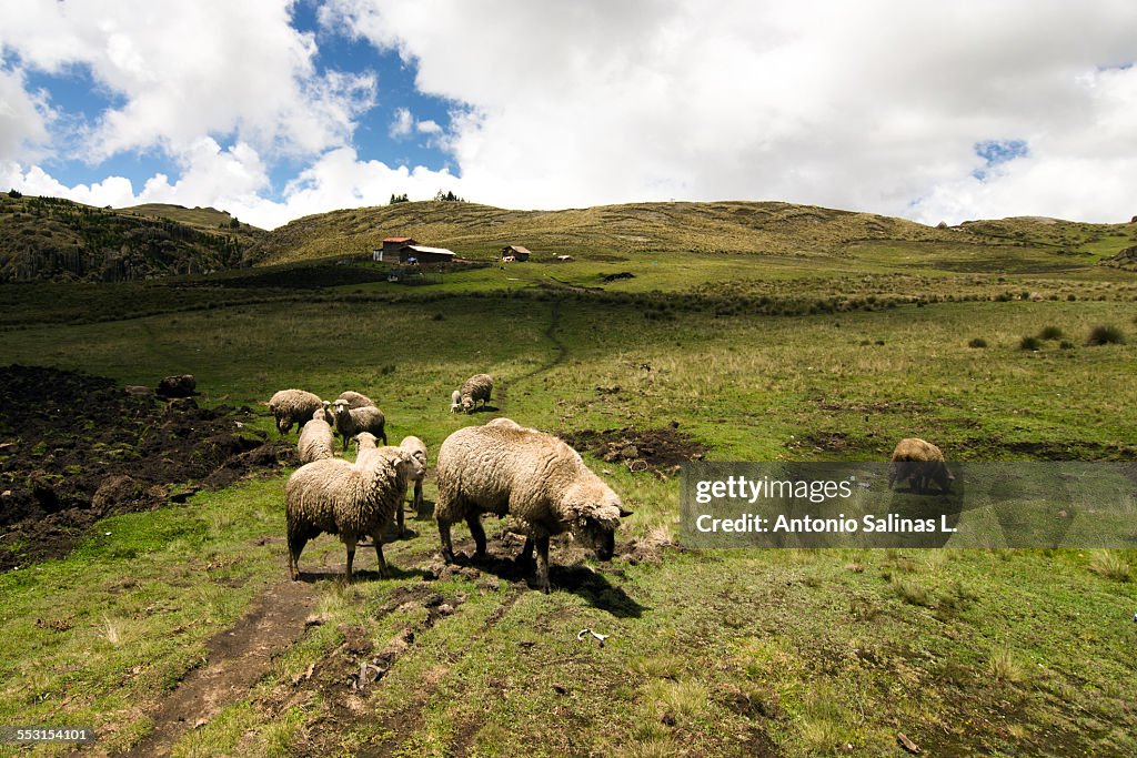 Group of sheep in the highlands. Peru