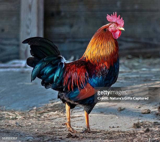 rooster - rooster stock pictures, royalty-free photos & images