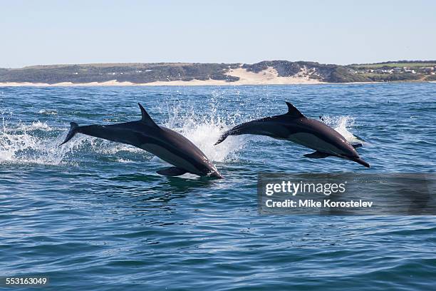 common dolphins, sardine run, south africa - east london south africa stock-fotos und bilder