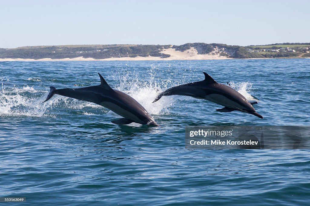 Common dolphins, Sardine Run, South Africa