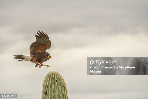 harris hawk landing on a cactus - harris hawk stock pictures, royalty-free photos & images