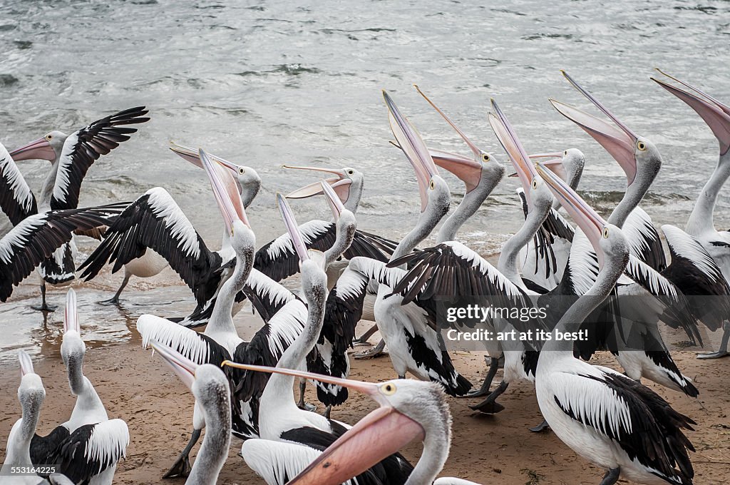 Pelican feeding