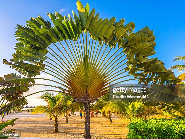 caribbean, jamaica, runaway bay, traveller's palm on beach - ravenala stockfoto's en -beelden