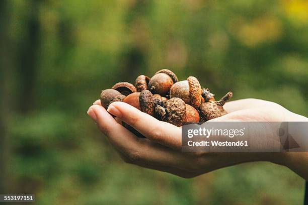 hand holding acorns - handvol stockfoto's en -beelden