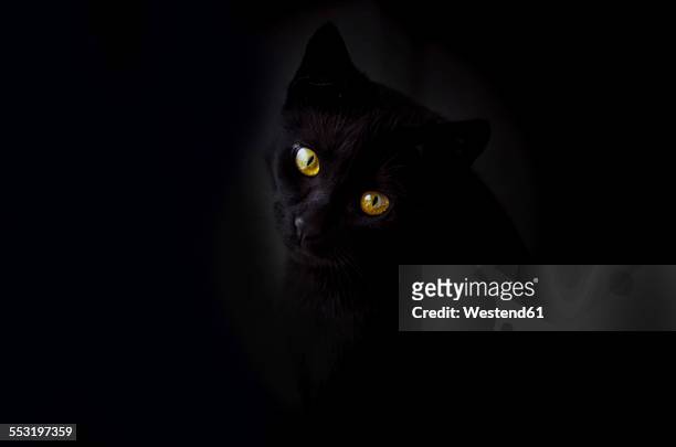 face of black cat in front of black background - einzelnes tier stock-fotos und bilder