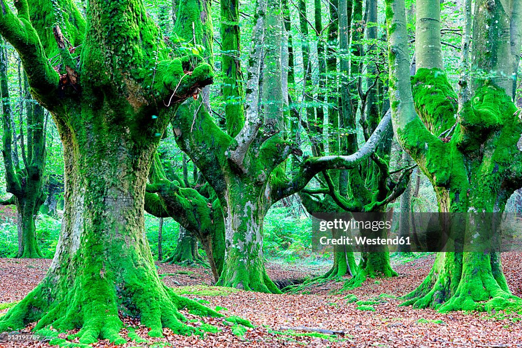 Spain, Gorbea Natural Park, Beech forest