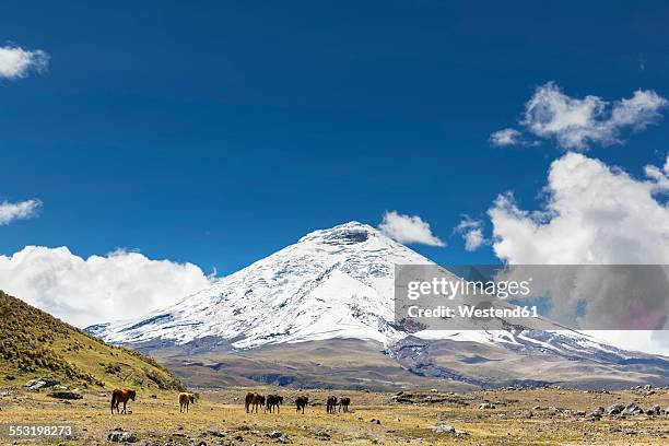 south america, ecuador, volcano cotopaxi, cotopaxi national park, wild horses - cotopaxi stock-fotos und bilder