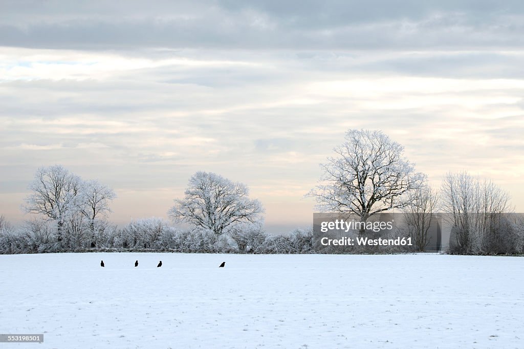 Germany, Schleswig-Holstein, four raven in winter landscape