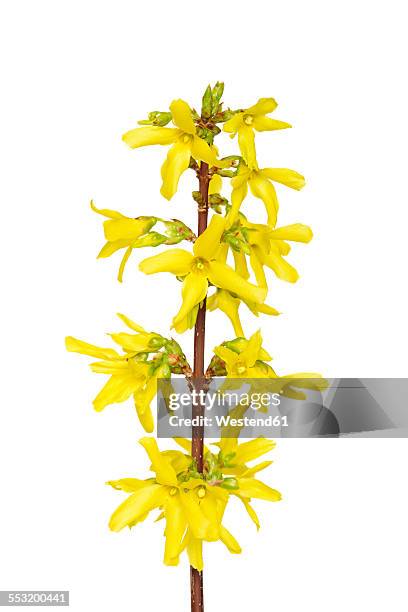 blossoms of forsythia in front of white background - forsythia stock pictures, royalty-free photos & images